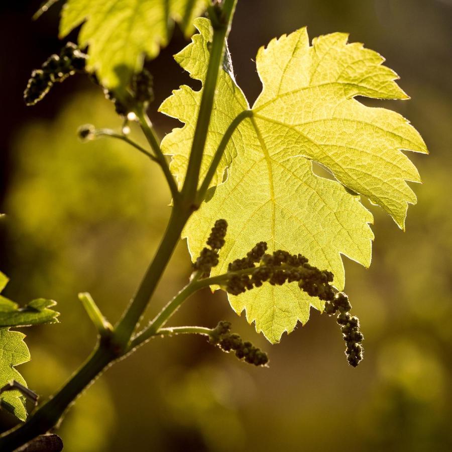 Il Roncal Wine Resort - For Wine Lovers Cividale Del Friuli Exterior photo