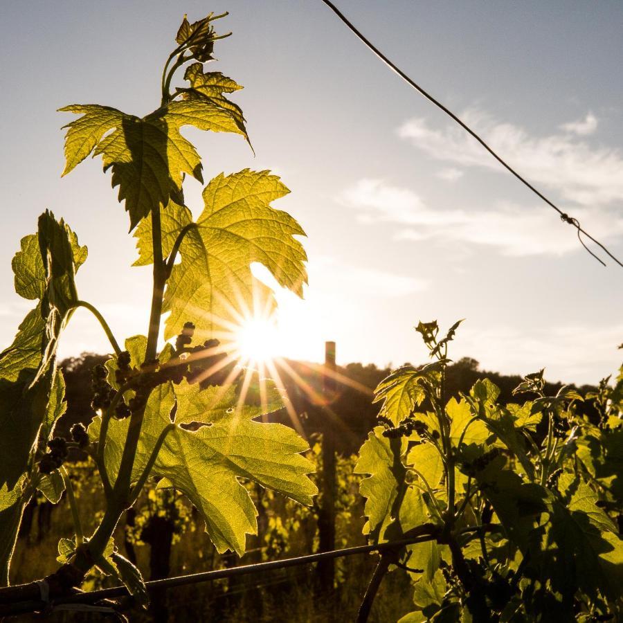 Il Roncal Wine Resort - For Wine Lovers Cividale Del Friuli Exterior photo